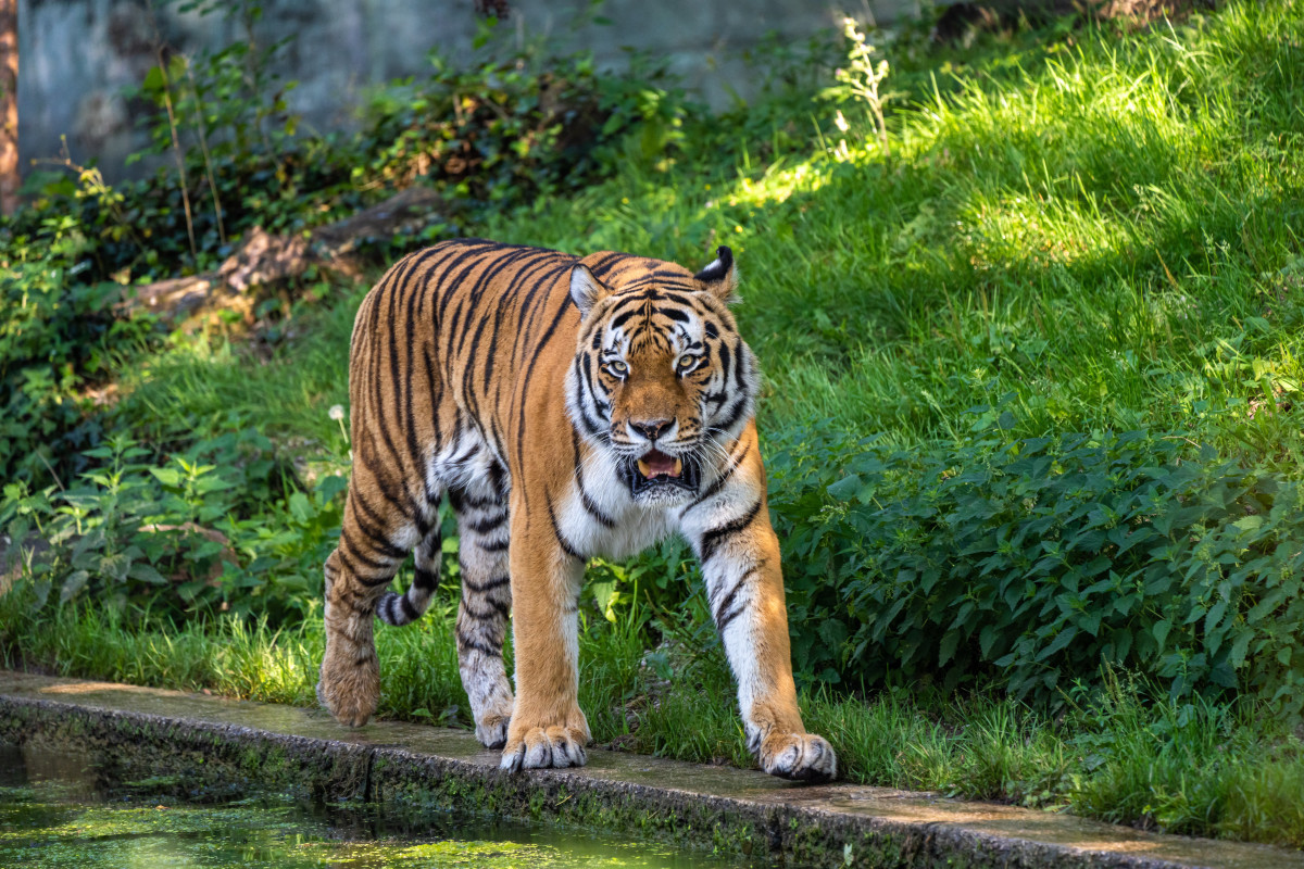 Wildcat Sanctuary Offers Touching Tribute to Tiger Who Recently Passed ...