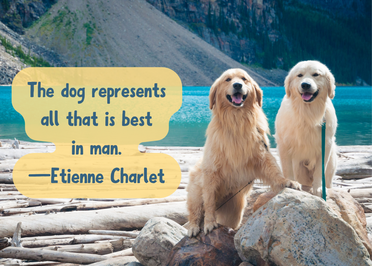 Dog Quotes: Wonderful Sayings About Man&rsquo;s Best Friend - PetHelpful