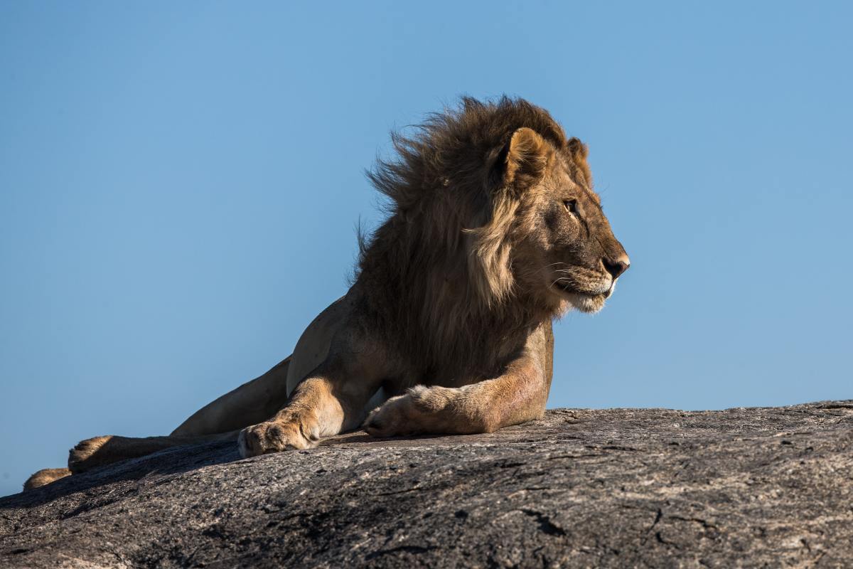 up-close-footage-of-a-lion-sneezing-is-giving-people-goosebumps