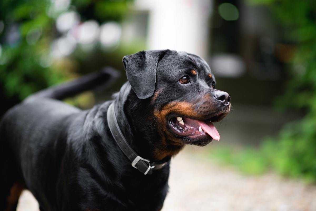 Rottweiler s Perfect Way Of Greeting Mom s Co Workers Is Simply The rottweiler-s-perfect-way-of-greeting-mom-s-co-workers-is-simply-the