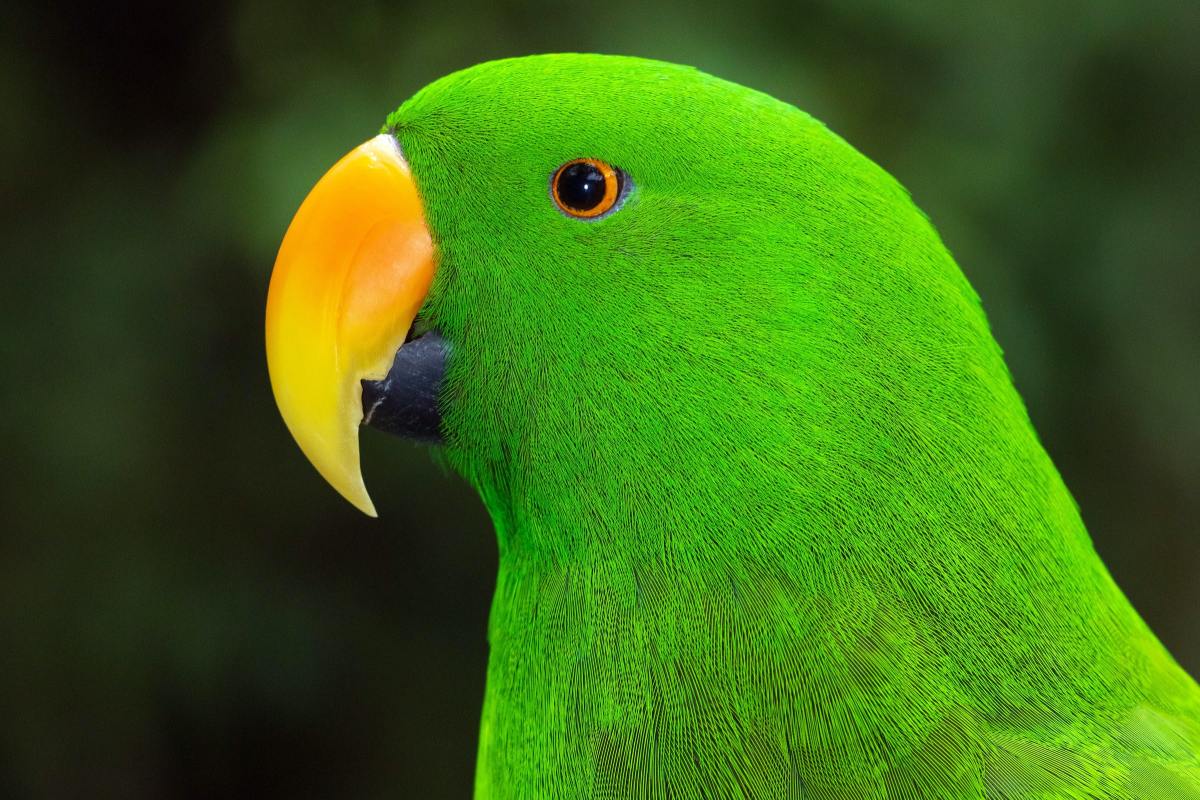 TikToker's Interesting Way of Training Her Parrot to 'Boop' Is ...