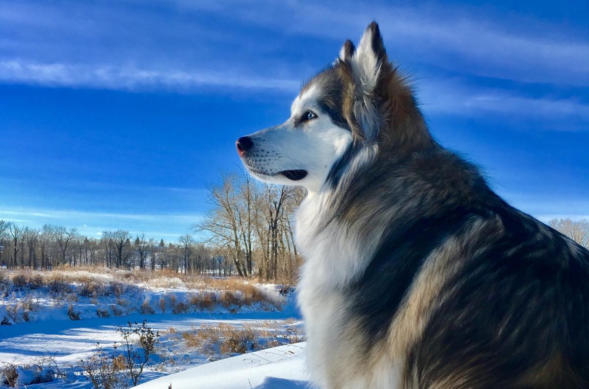 Watch Husky Takes Her Emotional First Walk Since Surviving Dog Attack
