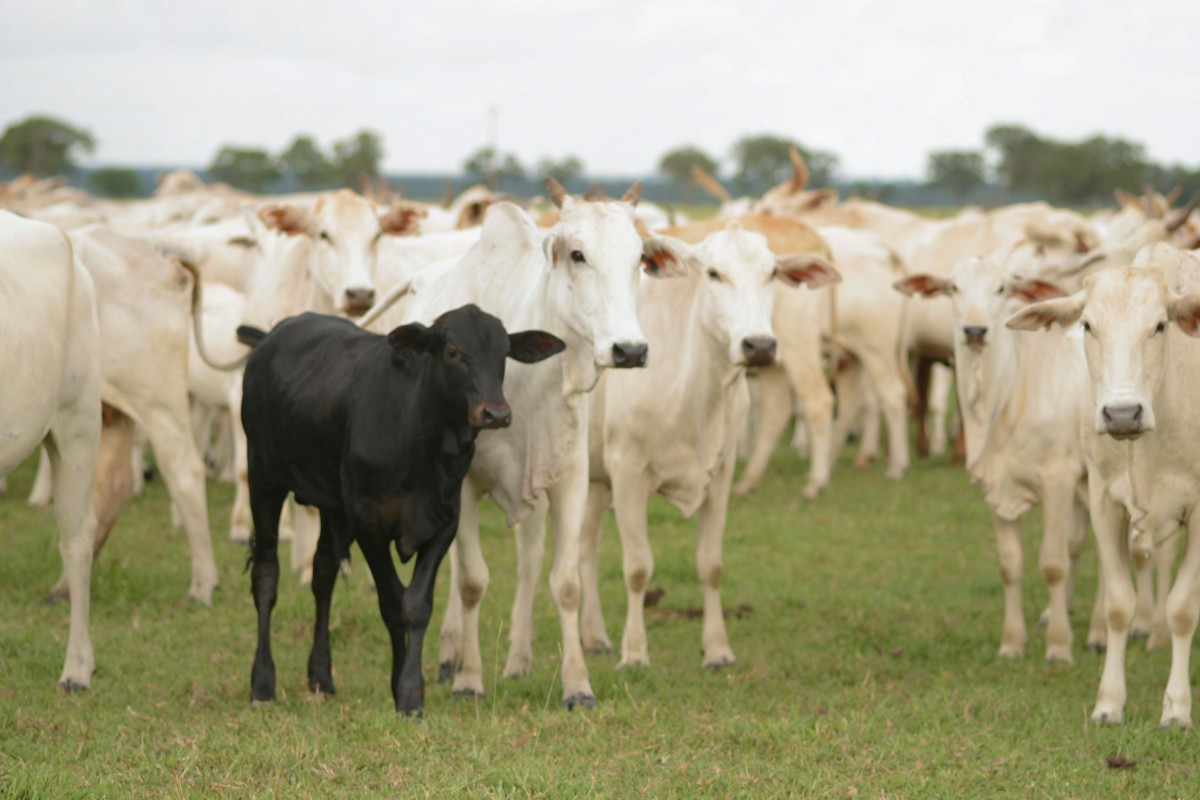 Baby Calf Is Sweetly Claimed by the Whole Herd After Humans Don't ...