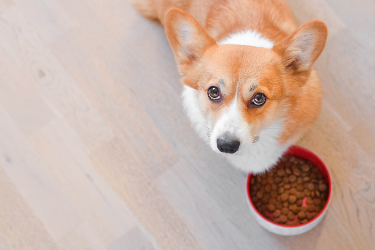 New Study Shows Dangerous 'Forever Chemicals' in Popular Pet Food ...