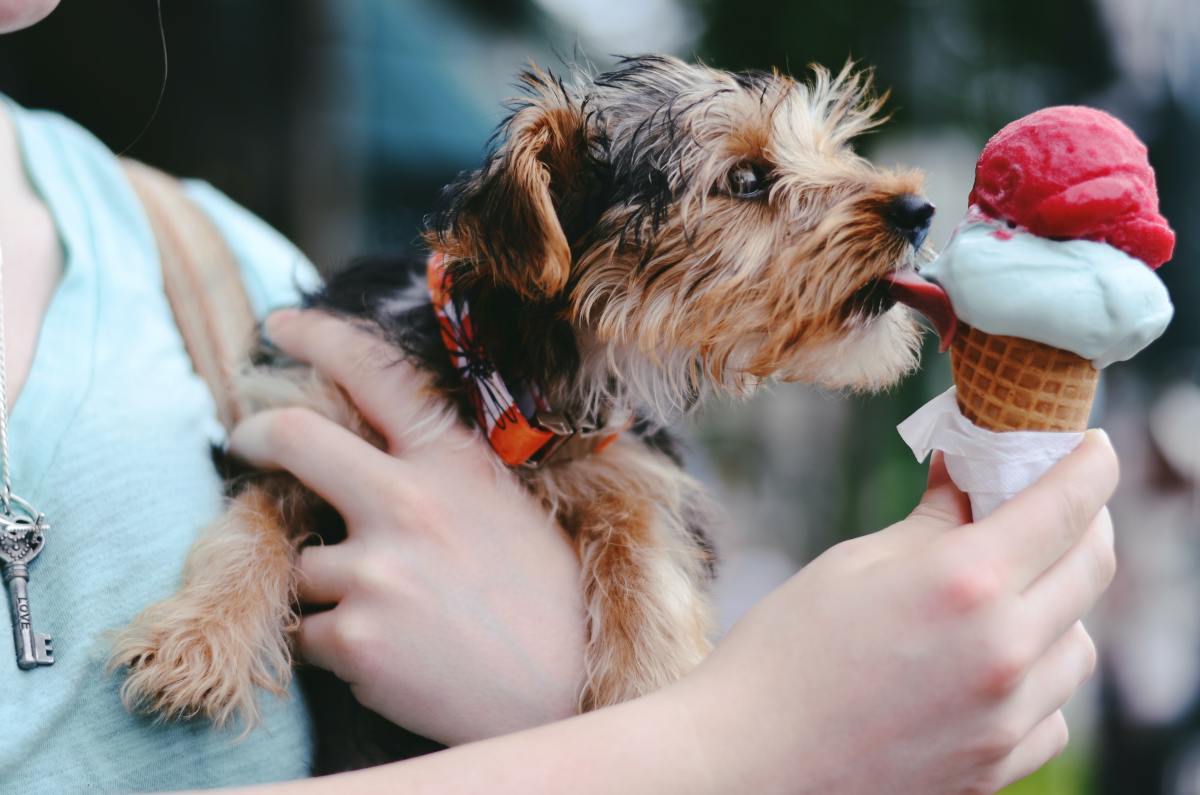 Our Yorkie s Favorite Dog Friendly Ice Cream Recipe PetHelpful