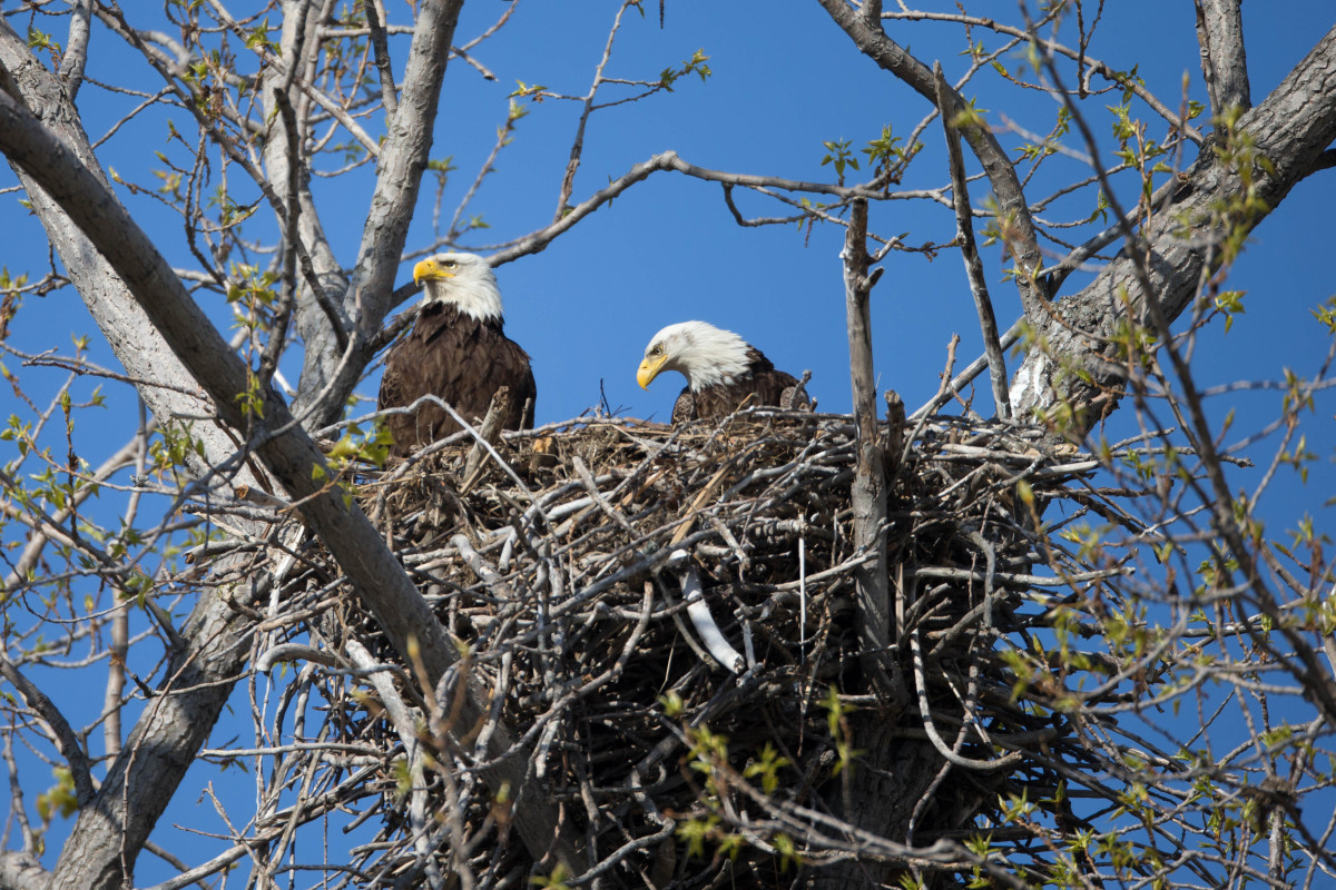 ‘Power Couple’ Eagle Parents Welcome 3 Tiny Babies Into Their Nest ...