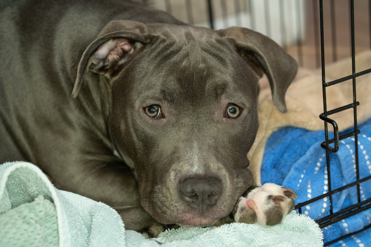 10 Benefits of Crate Training a Puppy - PetHelpful