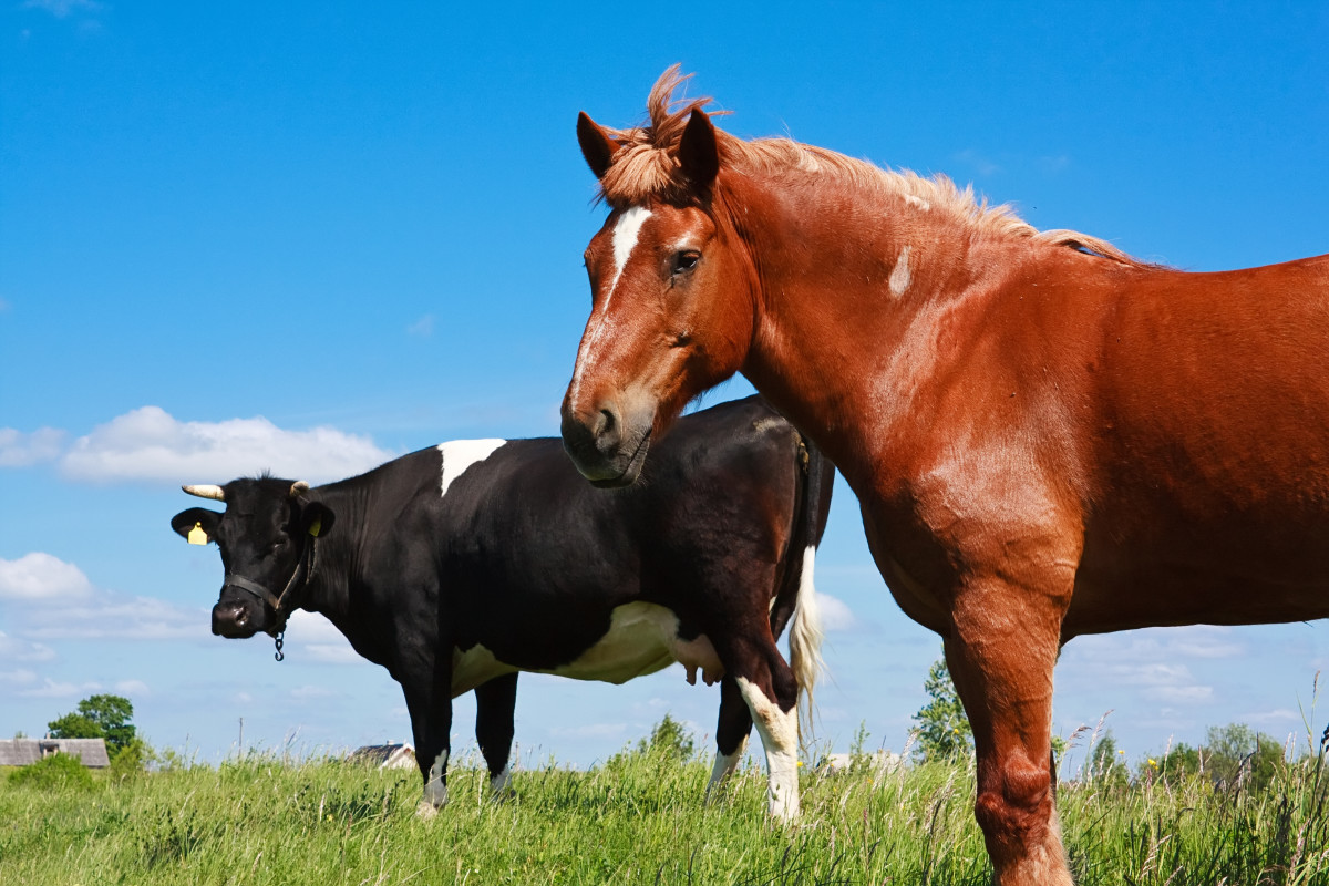 Коров лошадок. Корова и лошадь. Конь и корова. Корова. Сельскохозяйственные животные лошади.
