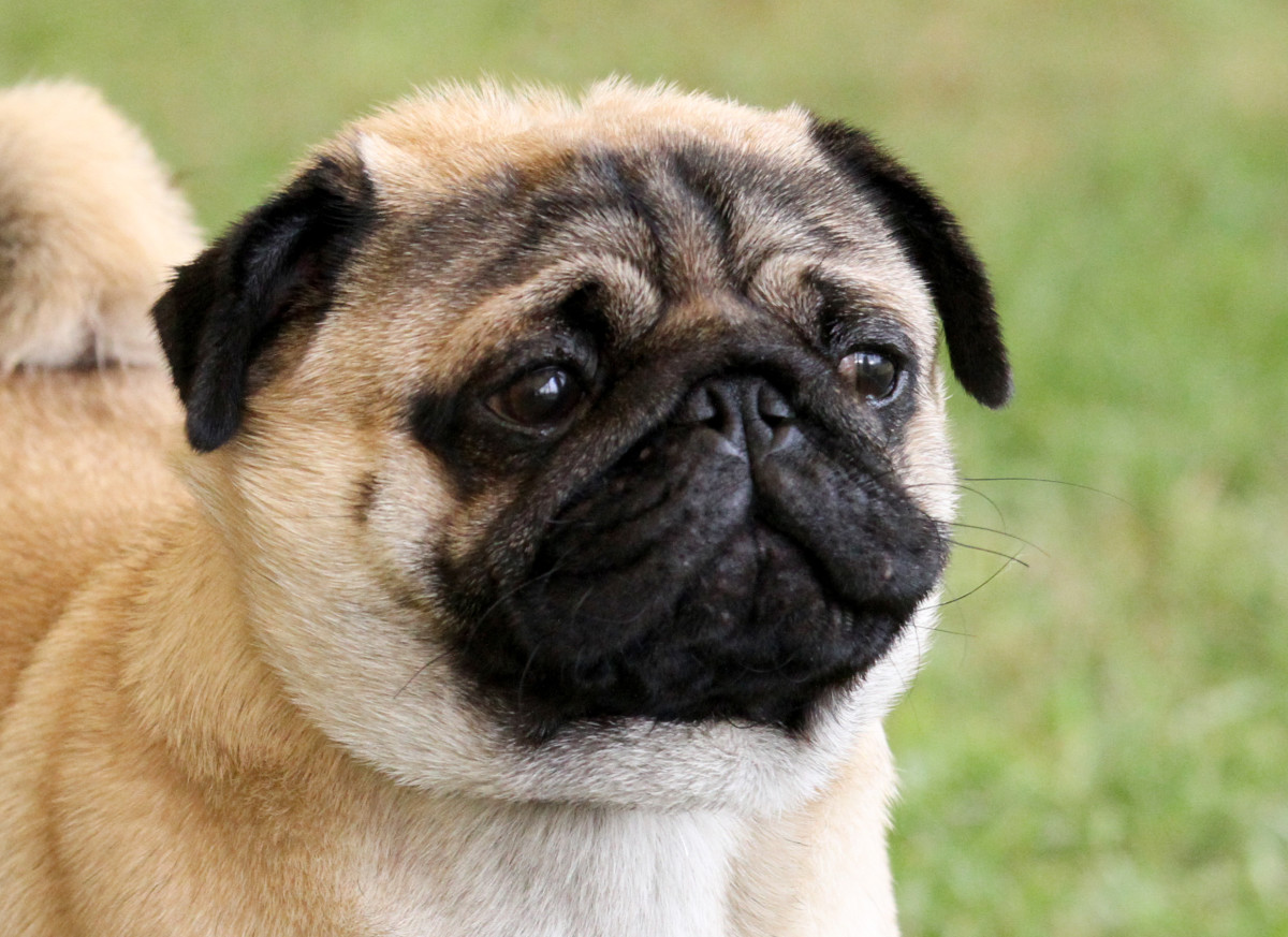 Pug's Response to Being Offered a Play Date with His Crush Is the Best ...