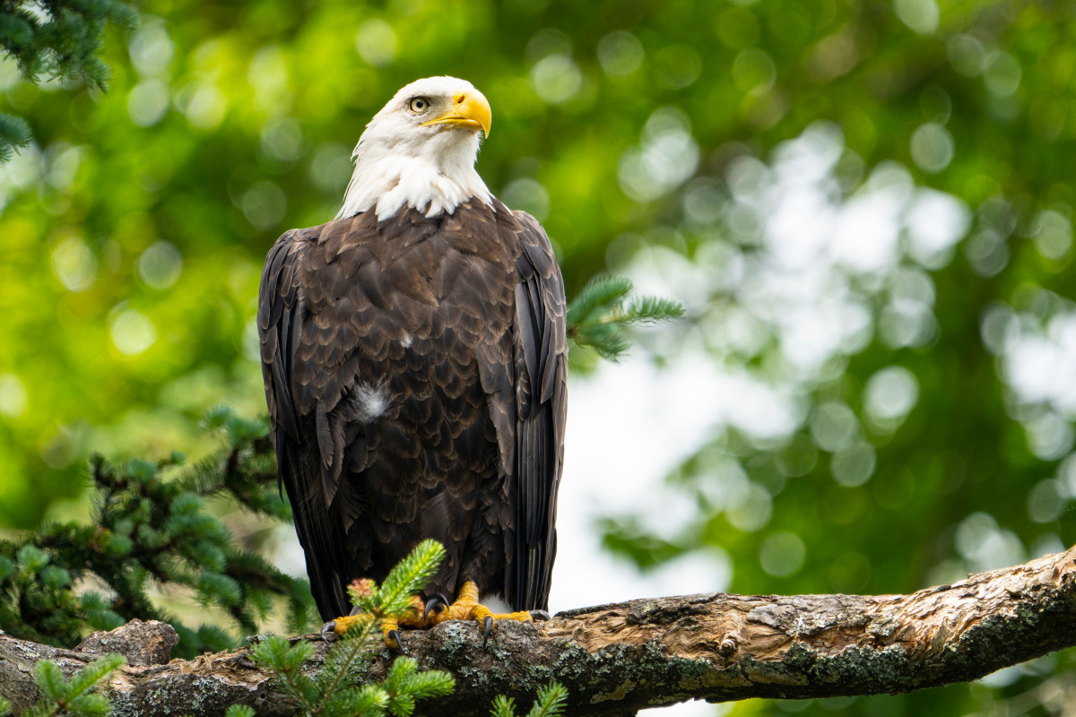 Vancouver Dad Captures Standoff Between Cat and Bald Eagle on Camera ...