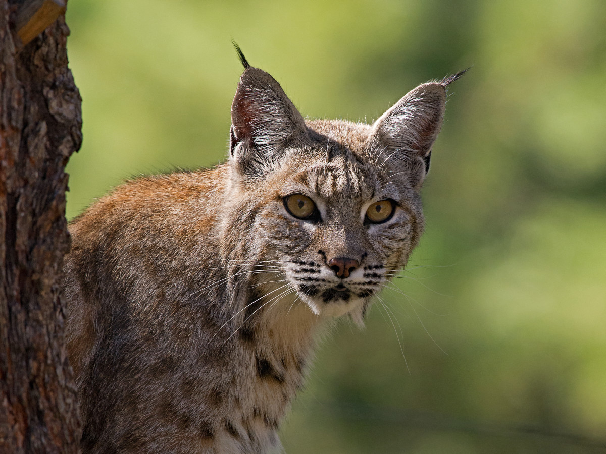 Exotic Pet Care: Bobcats as Pets - PetHelpful