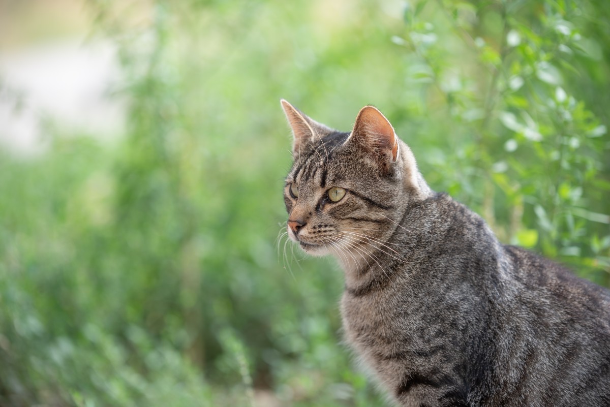 Cat Mom Who Wears Kitty on Her Chest Like a Baby Explains How it ...