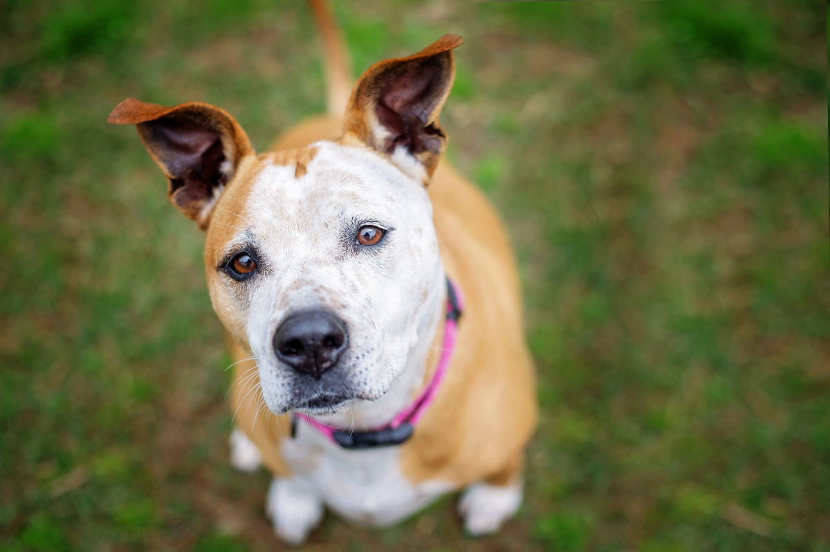 Shelter Dog in Florida Who's Quickly Losing Her Spirit Is Crushing ...