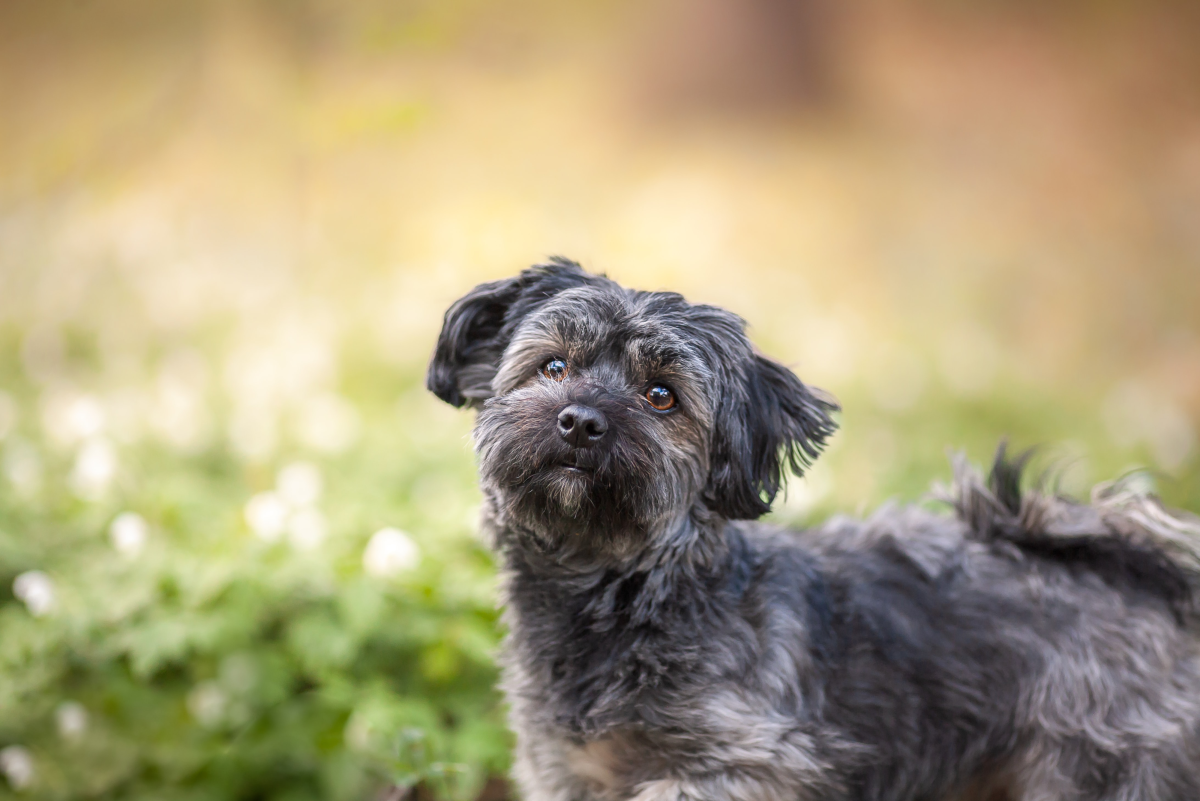 Why Havanese Dogs Make Great Family Pets PetHelpful