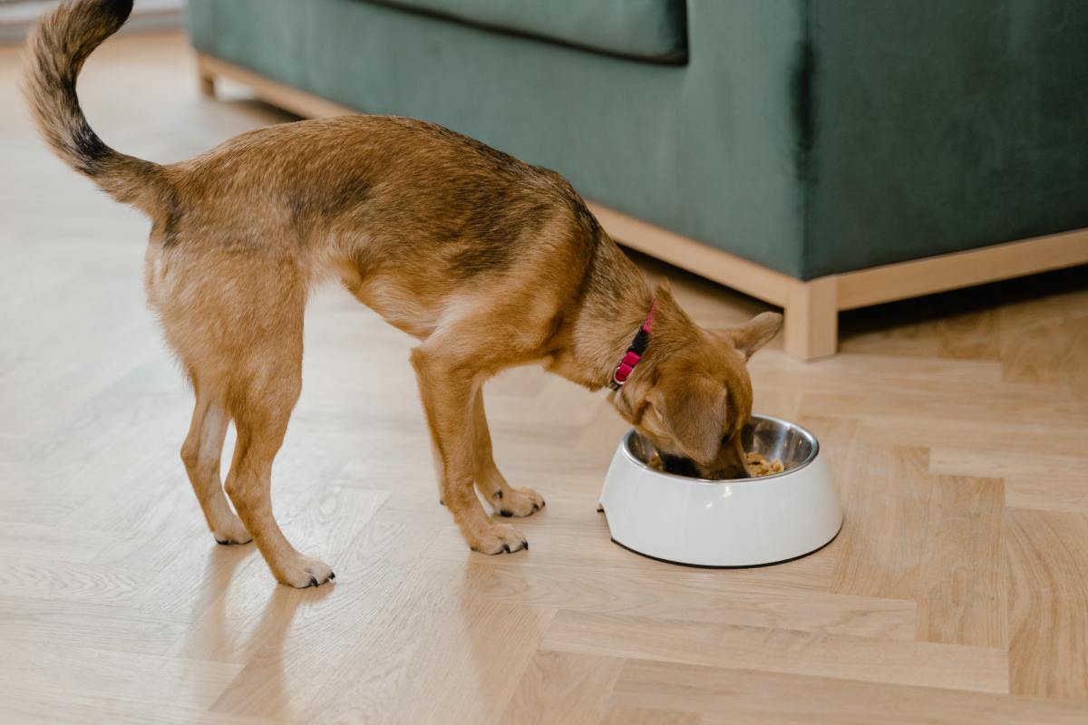 Healthy Dog Food Blue Buffalo vs. Taste of the Wild PetHelpful