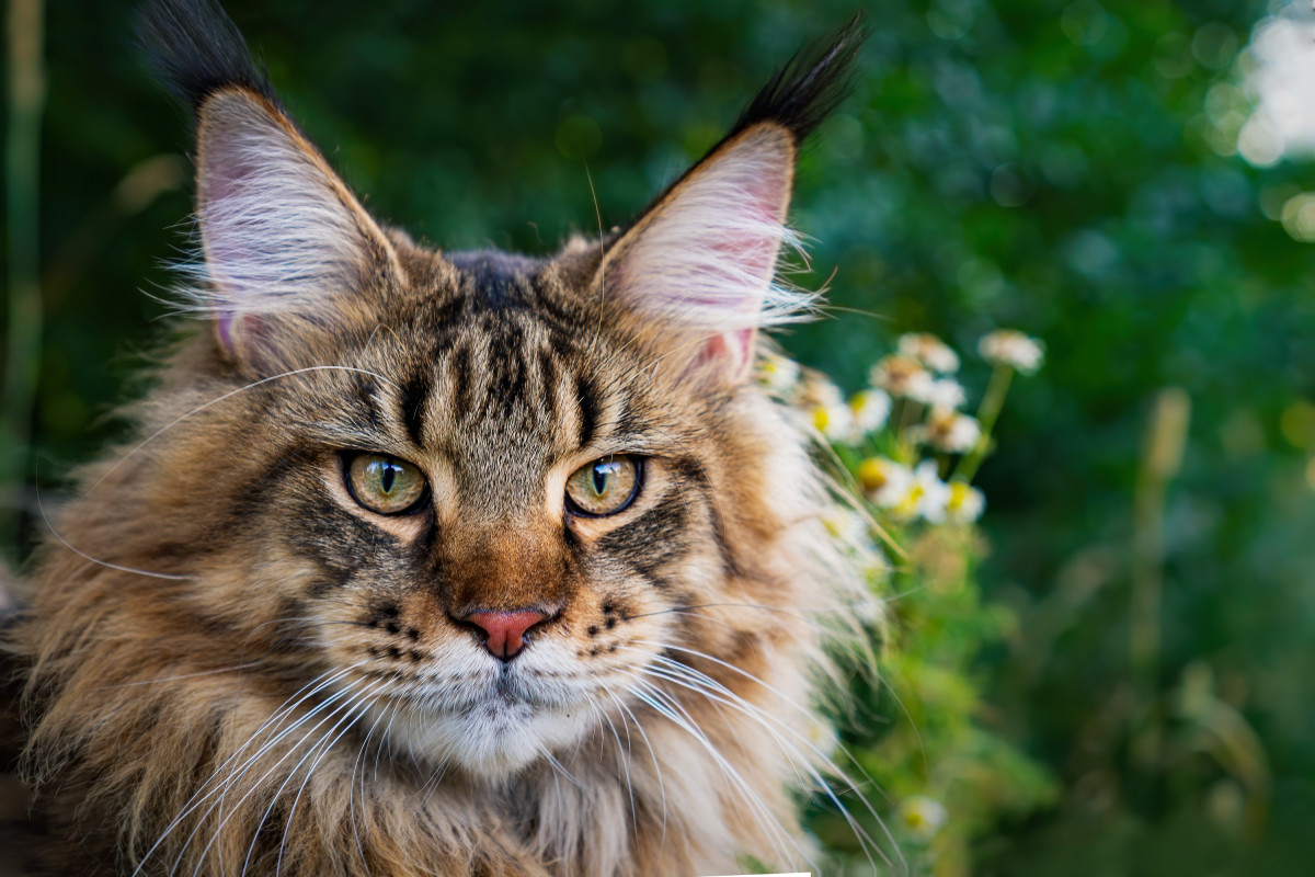Cat Mom Lists Her 29Pound Maine Coon Cat's Funny Quirks PetHelpful News