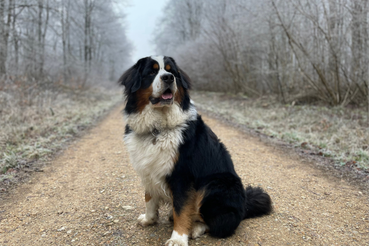 These giant dogs make wonderful companions but present their own unique set of challenges. 