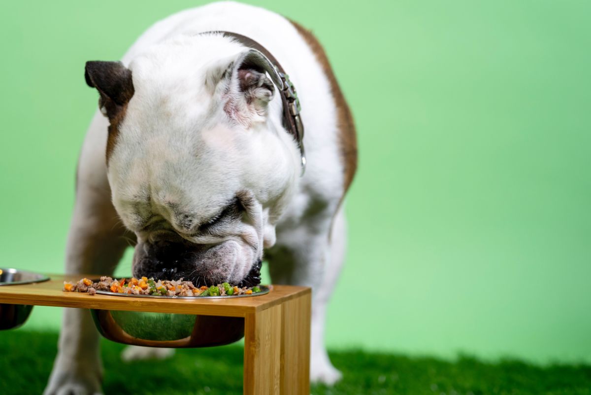 Two Delicious Dog Food Recipes for Small Dogs PetHelpful