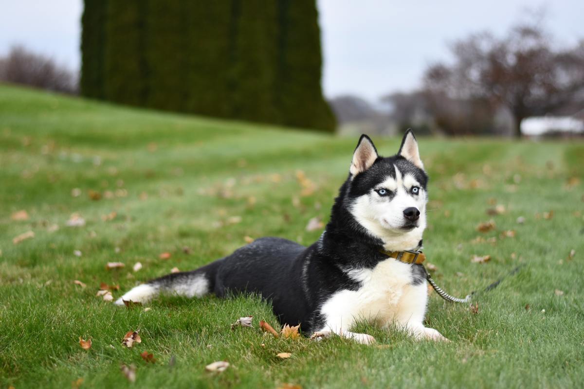 The Differences Between a Siberian and a Quality Siberian PetHelpful