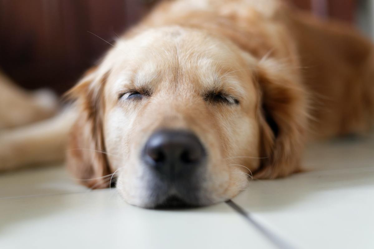 Causes of Dog Limping After Sleeping - PetHelpful