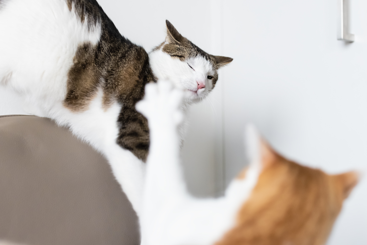 My Old Cat Keeps Stalking My New Kitten—What Do I Do? - PetHelpful