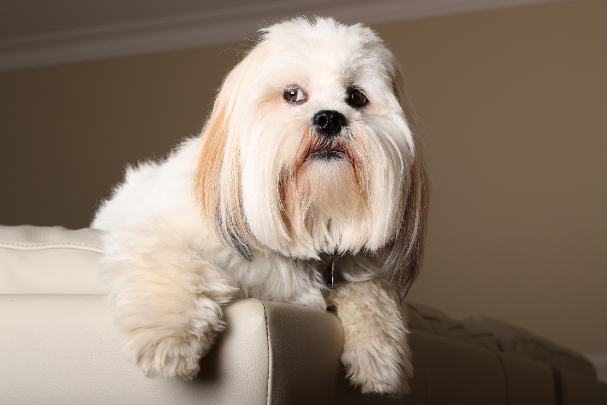 Should I Breed My Dog Multiple Times? PetHelpful
