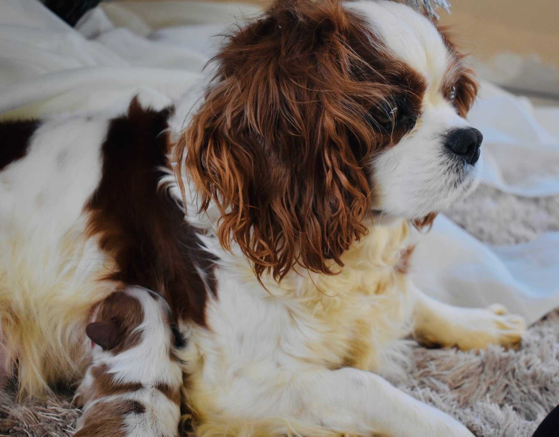 Picture of Dog Health: Common Complications in Dogs After Giving Birth - PetHelpful