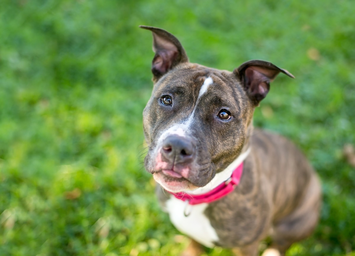 Dog Mom Goes Viral After Newly-Adopted Pup Holds Her Hand After Rescue ...