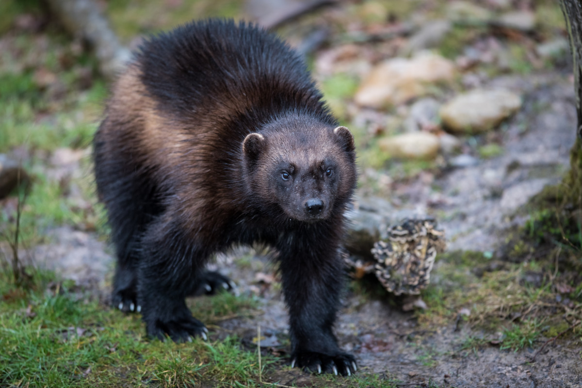 Rare Species of Animal Spotted in Oregon for the First Time in 30 Years ...