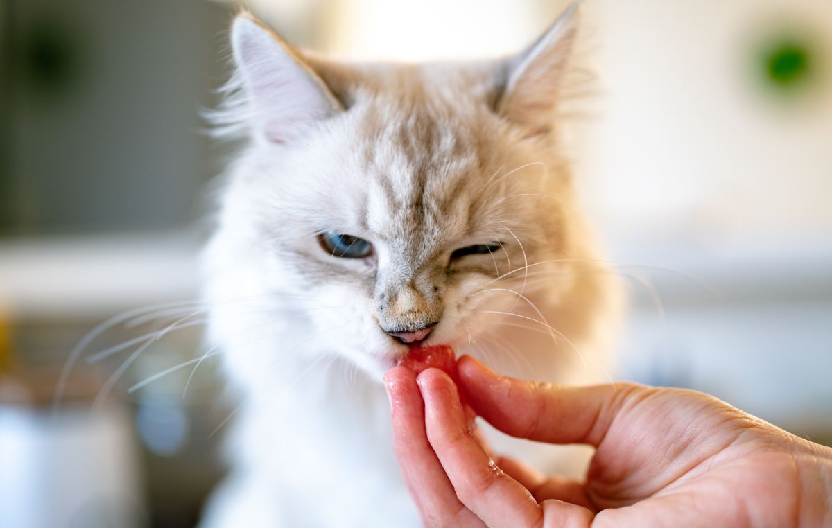 Cat stopped eating best sale