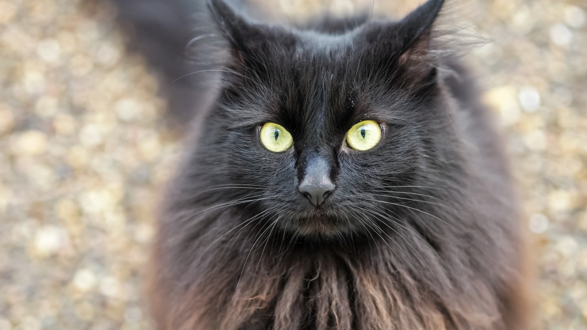 Cat Dressed for Halloween Makes the Best Edward Scissorhands - PetHelpful