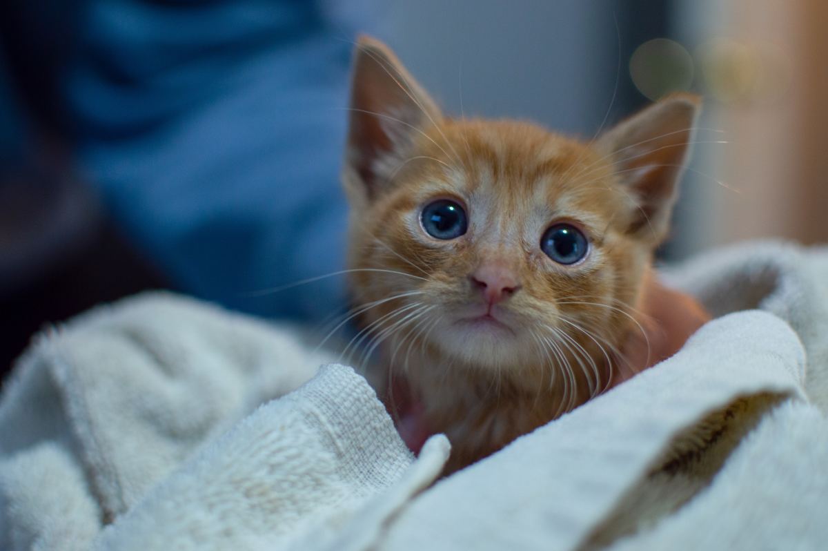 Will My Kitten&rsquo;s Blue Eyes Change Color? (Common Kitten Questions 