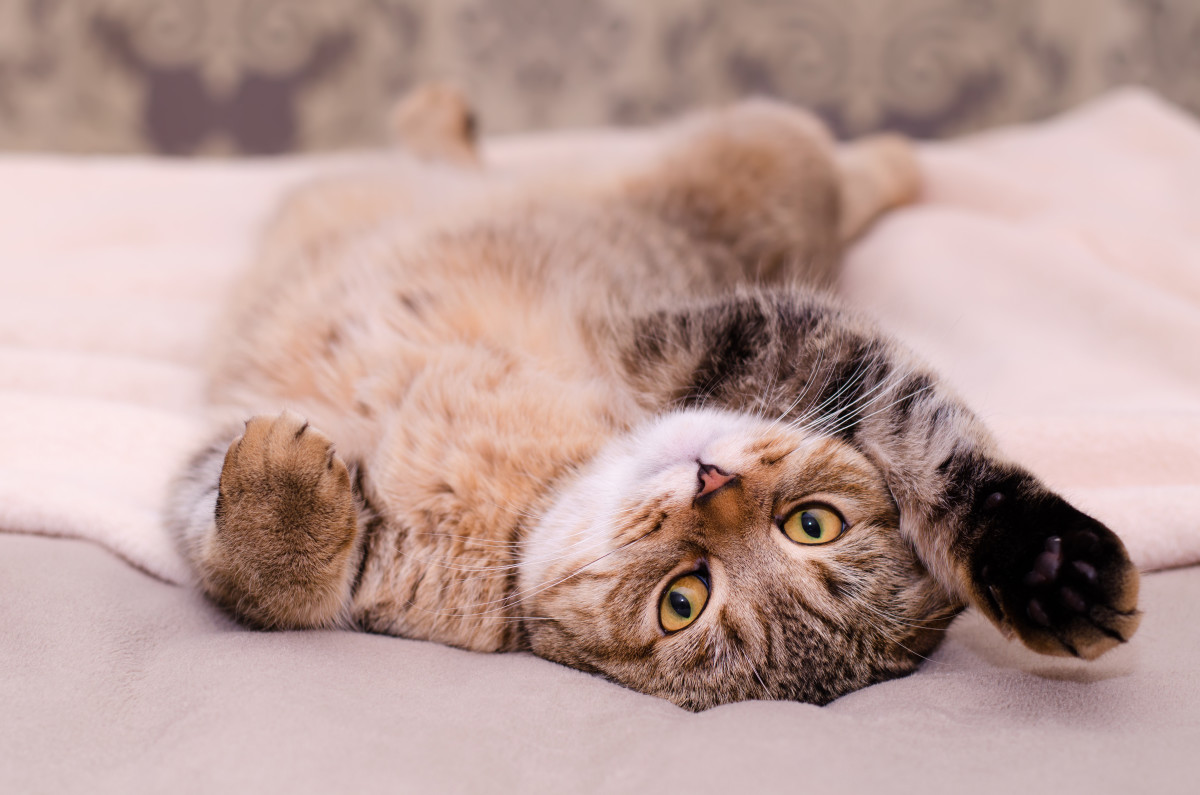 4 Clear Signs That Cats Trust Their Owners - PetHelpful