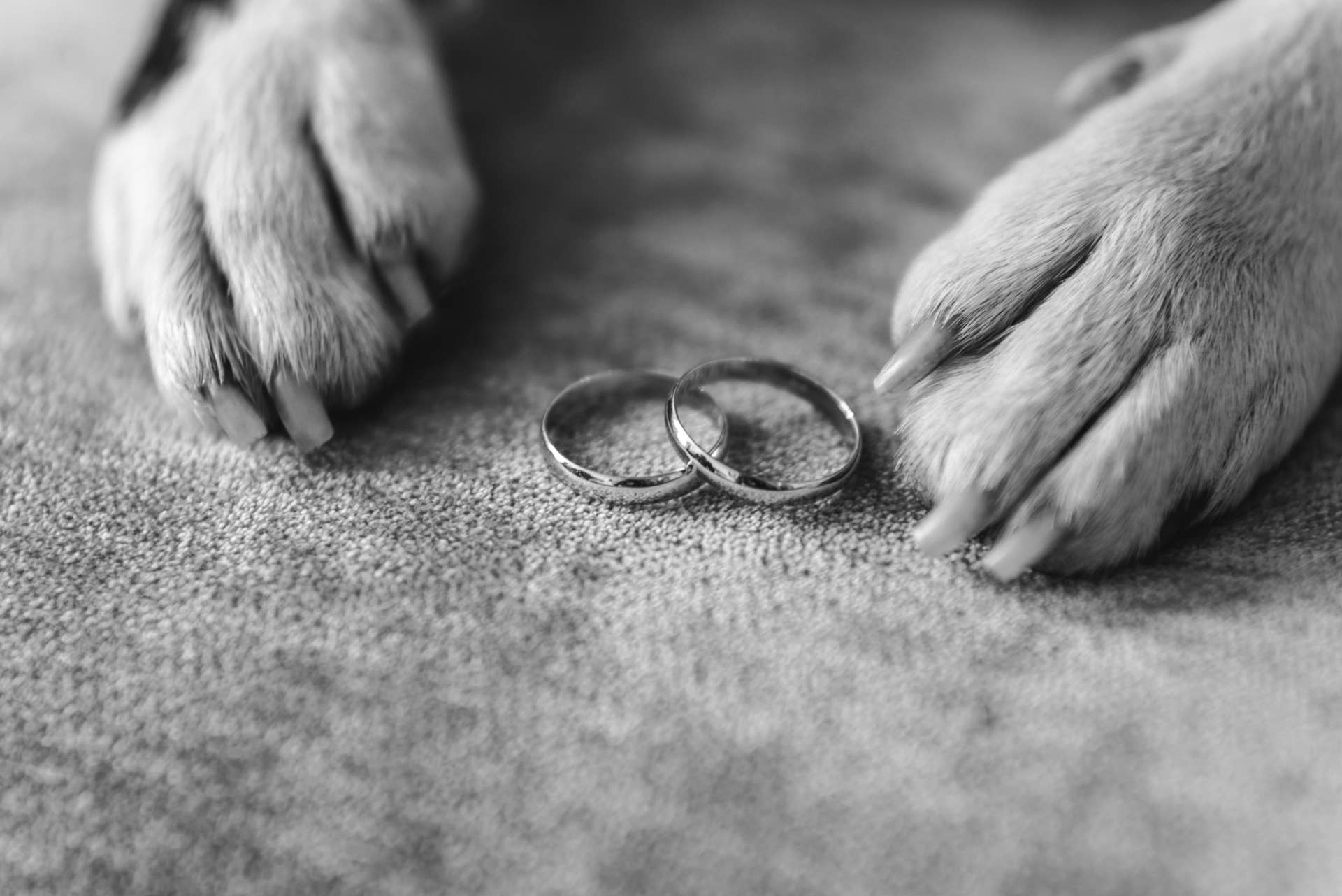 dog-mom-makes-rescue-staffordshire-terrier-the-star-of-her-wedding