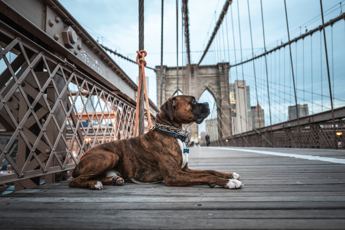 Friendly Boxer Captures Hearts by Sitting on Strangers' Laps on the ...