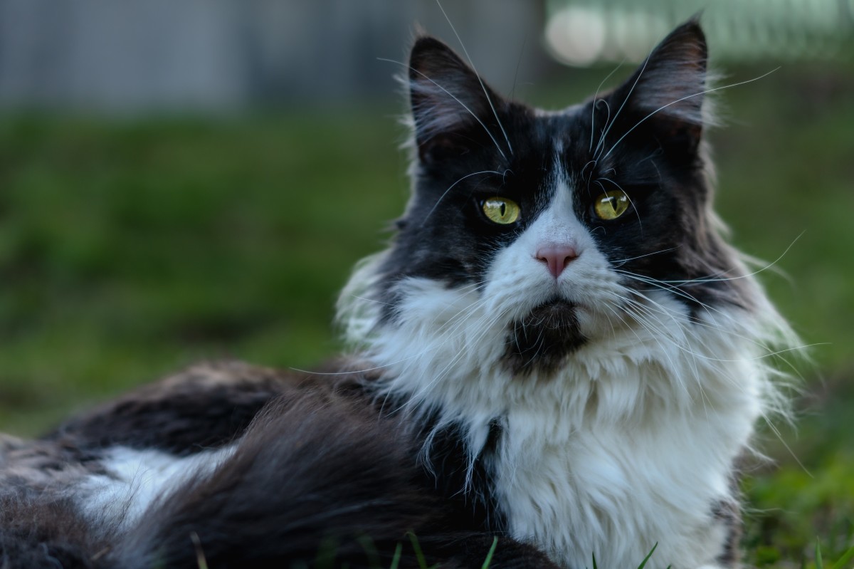 Bird-Watching Maine Coon Cat Is Totally Mesmerized After Spotting First ...