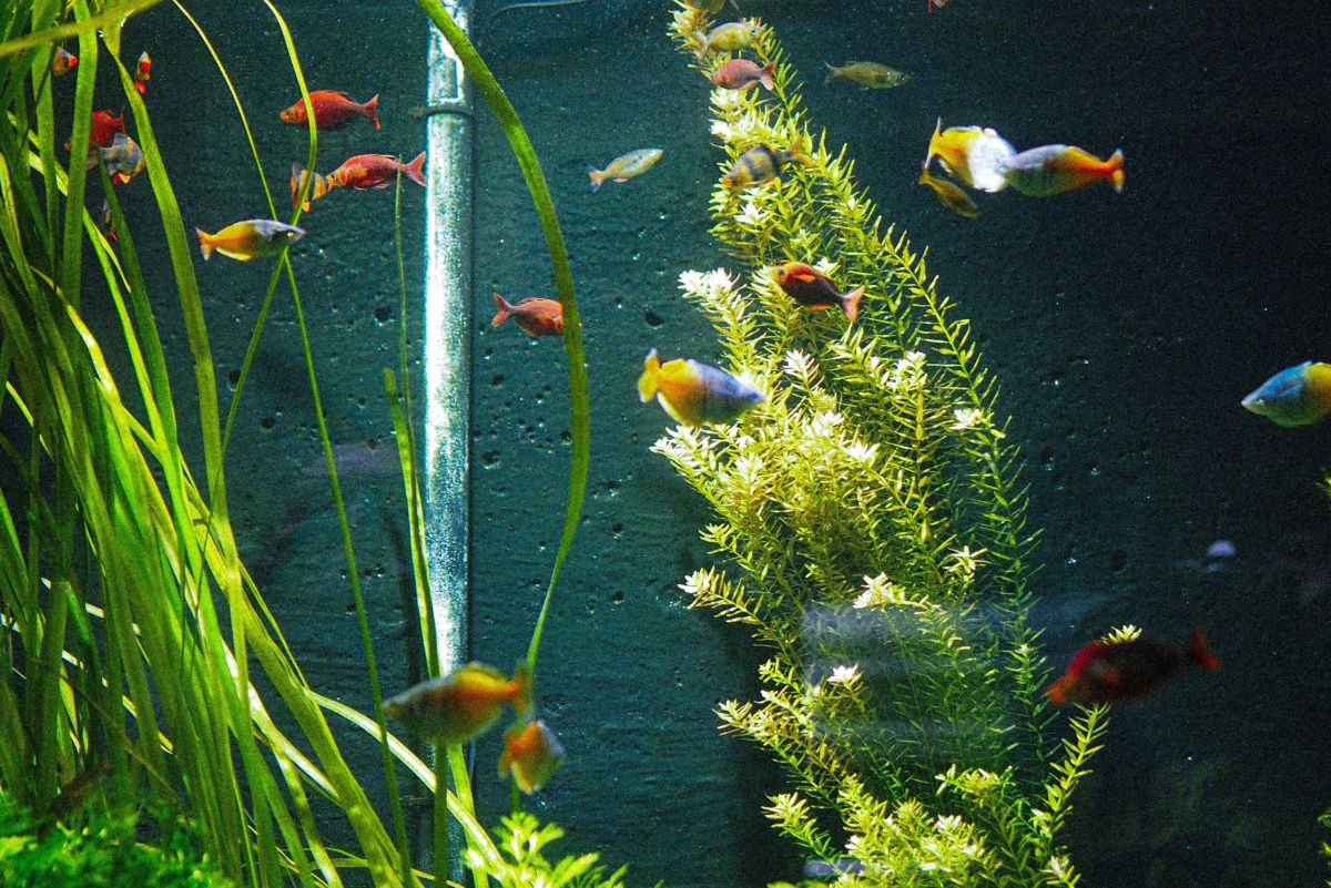 How to Wash Plastic Fish Tank Plants: Cleaning Aquarium 