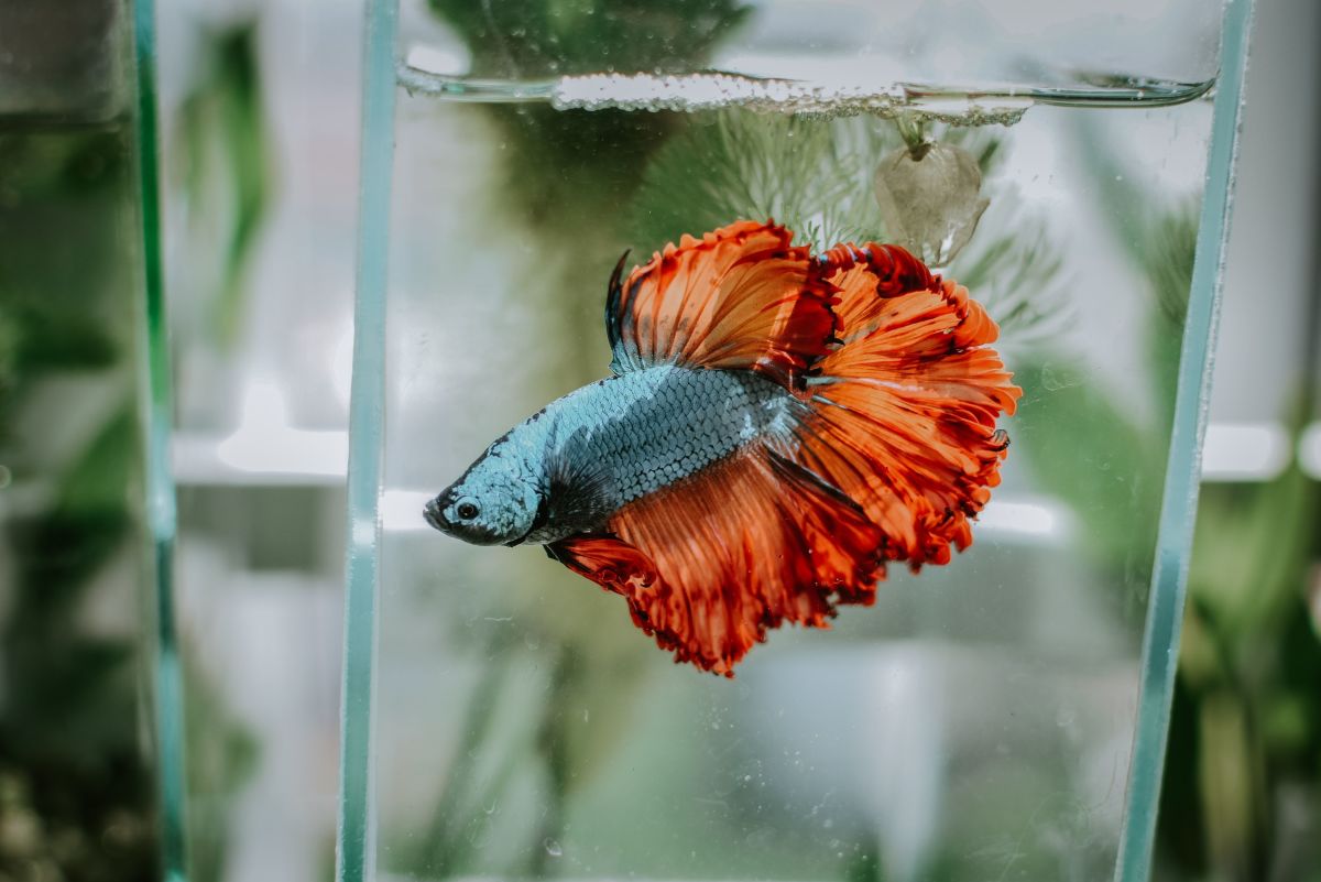 How to Easily Clean Betta Fish Tanks: An Illustrated Guide 