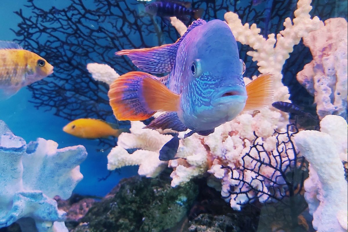 Nano saltwater fish best sale