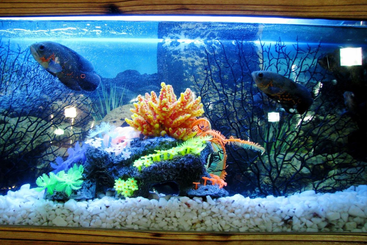 Huge fish tanks hotsell