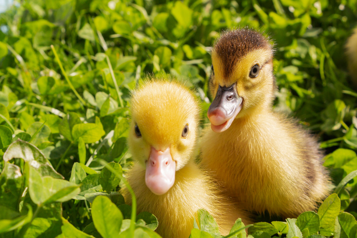 Mama Duck Hatches Her Babies in Woman's Planter and It's Cuteness ...