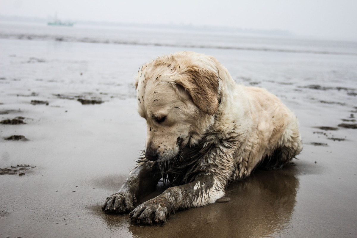 Golden retriever sale in mud