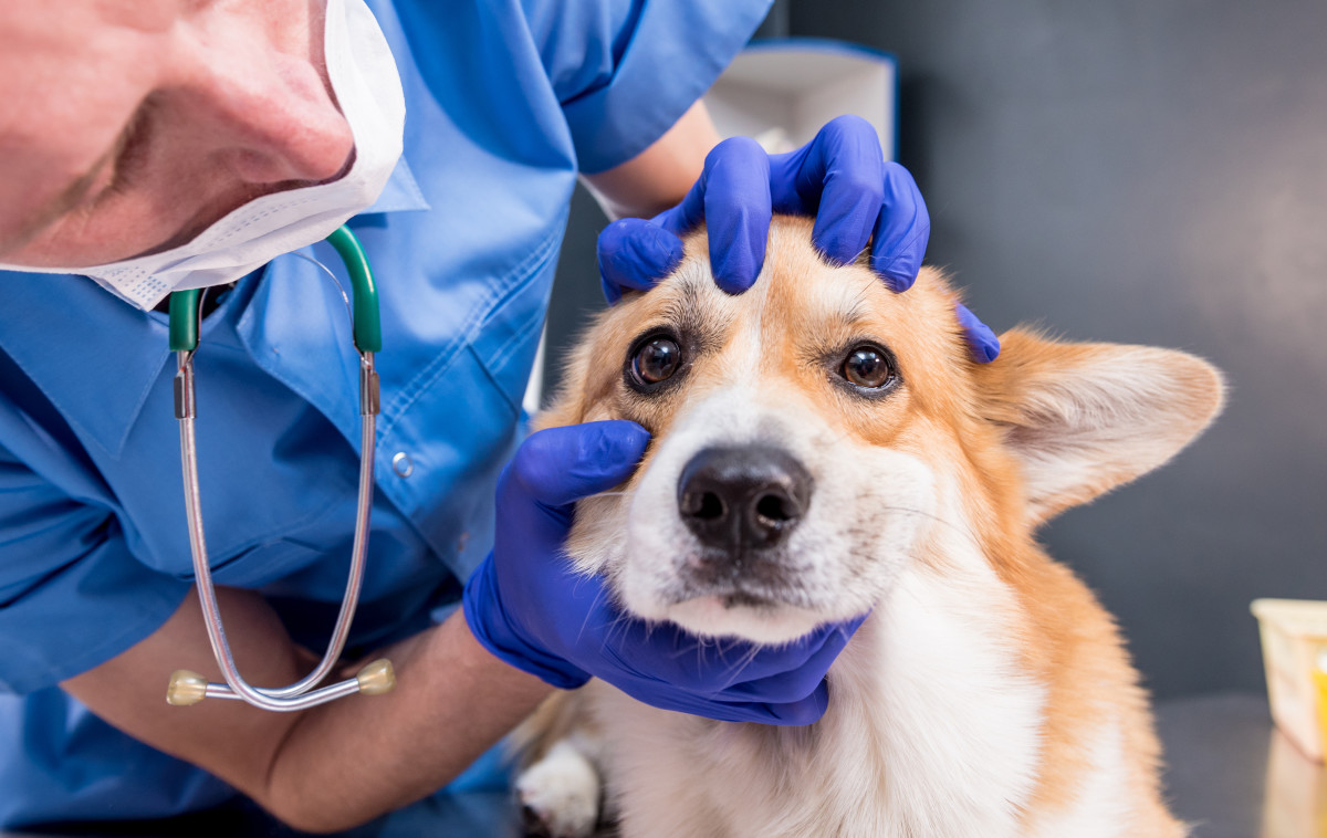 University of Florida's Small Animal Hospital Offering Free Eye and