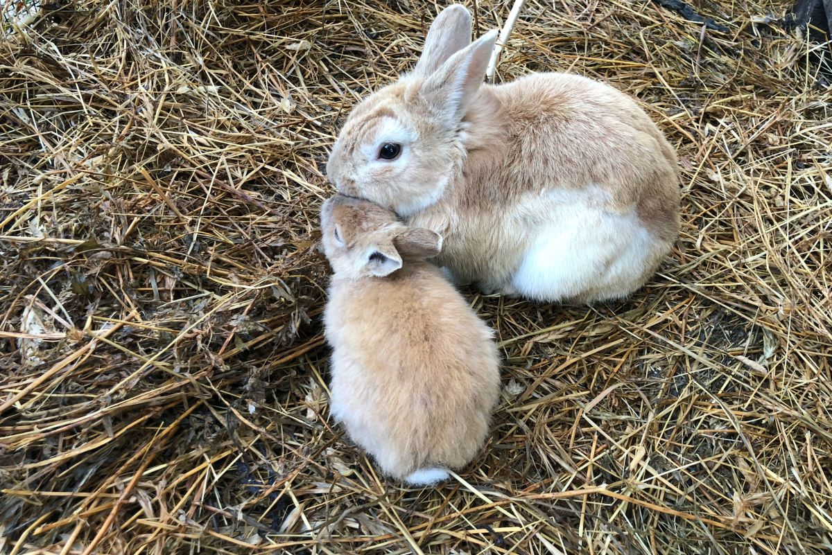 Do Rabbits Need Straw or Hay Bunny Bedding vs. Feeding PetHelpful