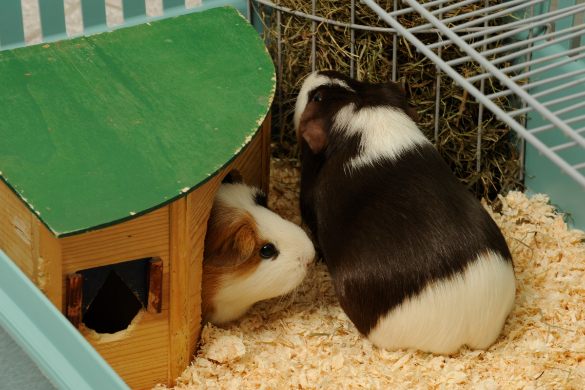 Ball for guinea pig best sale