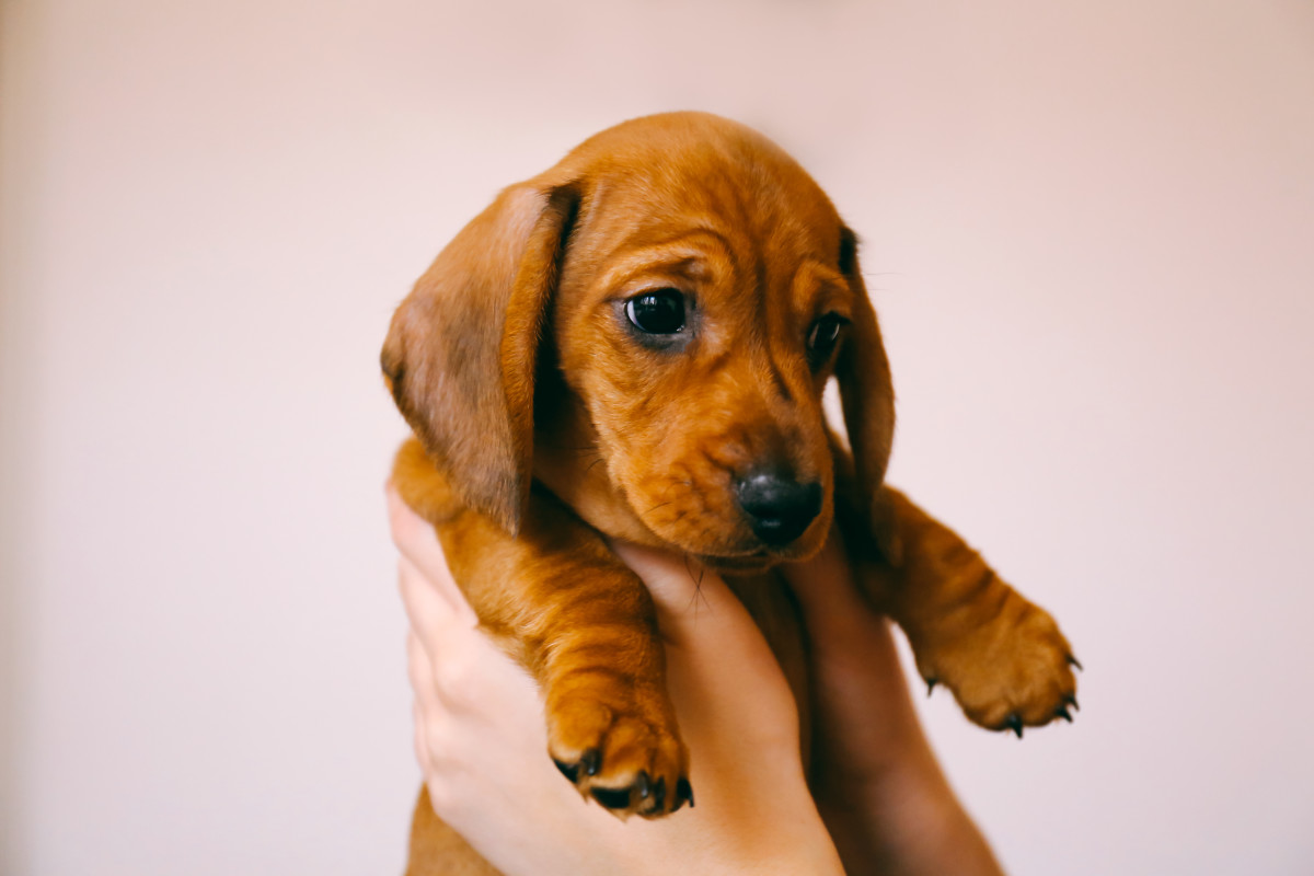 Tiny Puppy Feeling Sunshine for the First Time Is a Reminder to ...