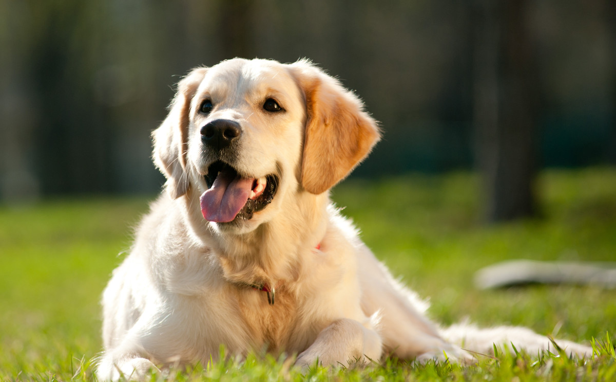 Watch: Proud Golden Retriever Can't Wait to Show Mom Her Latest and ...