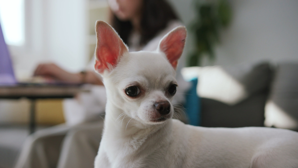 WALTHAMSTOW: Cheeky Chihuahua 'one of smallest dogs in world