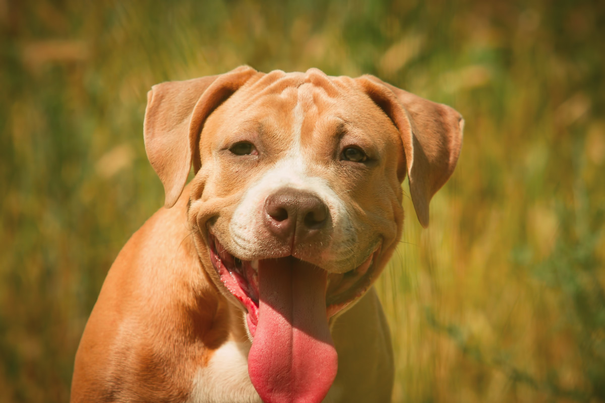 Pit Bull with Cancer Who's Helped Other Pups Hoping to Live Out His ...