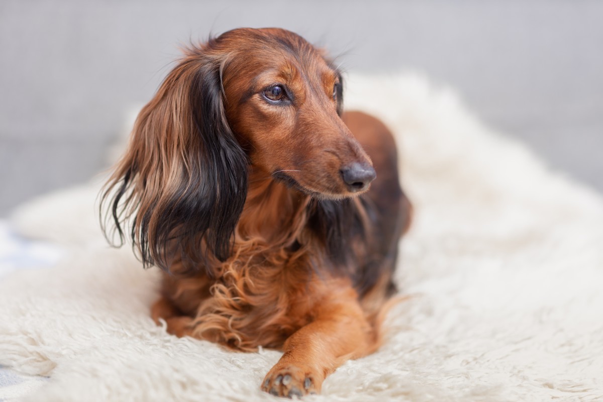 Video of Dachshund Trying to Make a Friend at Doggie Day Care Is So Sad ...